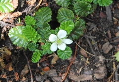 Rubus geoides