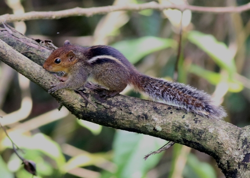 Jungle Palm Squirrel