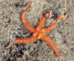 Ophiothrix