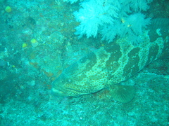 Epinephelus coioides