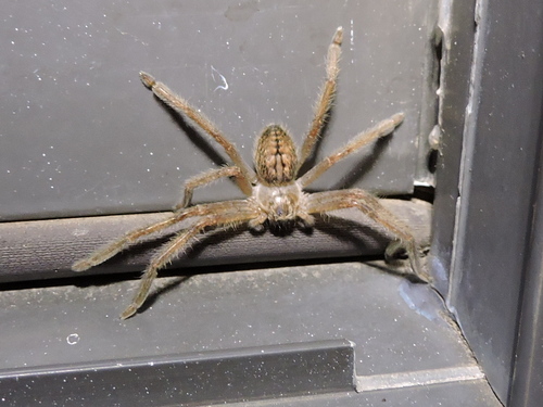 Giant Crab Spider photo 5