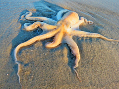 Octopus americanus