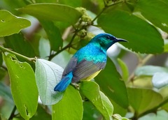 Collared Sunbird photo 4