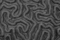 Pseudodiploria strigosa