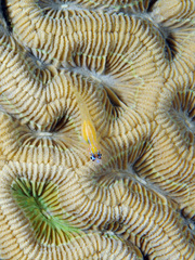 Coryphopterus lipernes