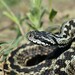 Vipera ursinii moldavica - Photo (c) icpet, some rights reserved (CC BY-NC), uploaded by icpet