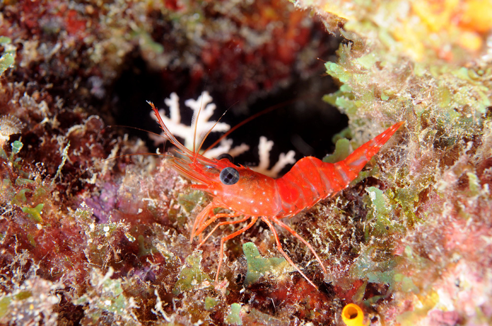Red Night Shrimp