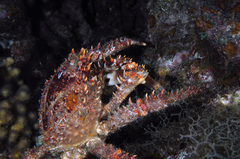 Amphithrax pilosus