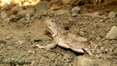 Persian Toad Agame photo 2