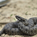 Nikolsky's Viper - Photo (c) icpet, some rights reserved (CC BY-NC), uploaded by icpet