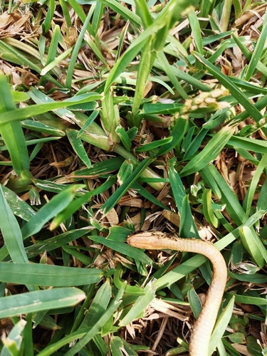 Eastern Montpellier Snake