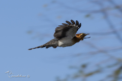 Dromococcyx pavoninus