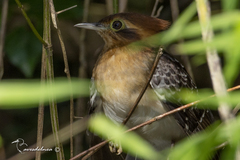 Dromococcyx pavoninus