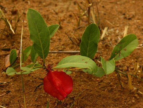 Combretum platypetalum subsp. oatesii image