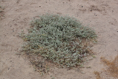 Atriplex watsonii