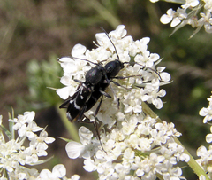 Chlorophorus sartor