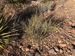 Ephedra trifurca