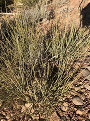 Ephedra trifurca