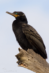 Nannopterum brasilianum