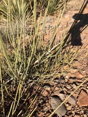 Ephedra trifurca