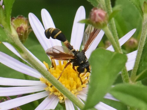 Waisted Beegrabber, Groesbeek, Nederland, photo 7 of 10