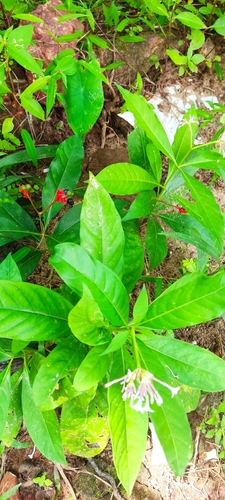 Image of Rauvolfia serpentina by (c) Rajeesh, some rights reserved (CC BY-SA)