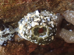 Isactinia olivacea