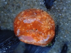 Aplidium benhami