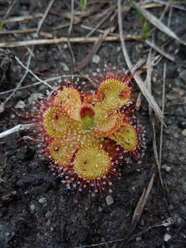 How to identify Drosera sessilifolia St.Hil.
