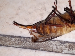 Erioderus hirtus