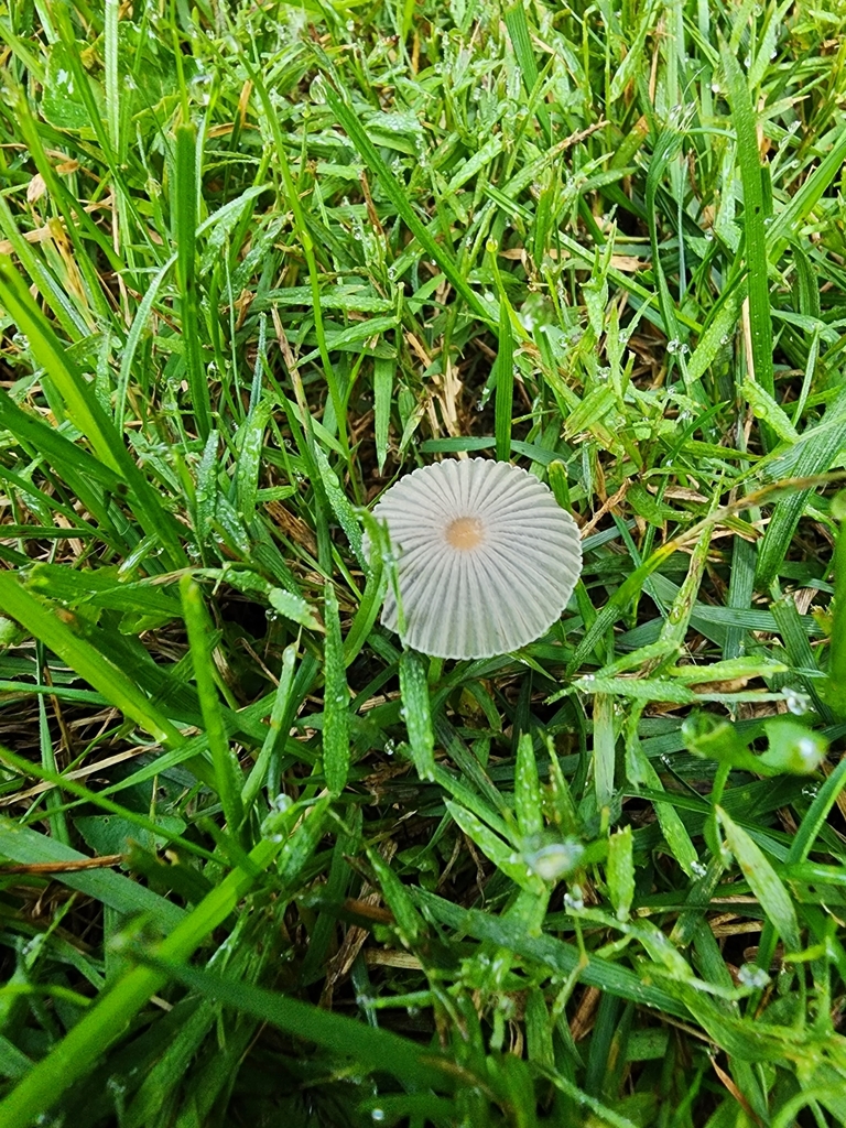 Parasola sp. 'plicatilis-IN01'