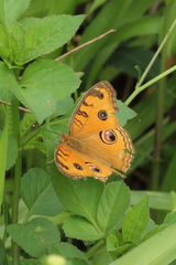 Junonia almana