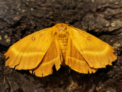 Oak Eggar photo 5
