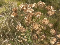 Annesorhiza macrocarpa