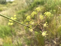 Annesorhiza macrocarpa