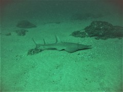 Rhynchobatus australiae