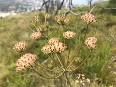 Annesorhiza macrocarpa