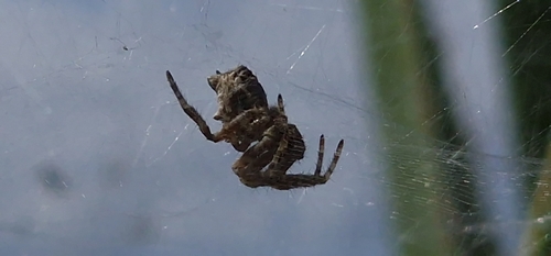 Photo of Tropical Tent-web Spider (Cyrtophora citricola)