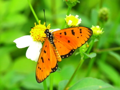 Acraea terpsicore