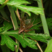 Japanese Pine Cricket - Photo (c) orthoptera-jp, some rights reserved (CC BY-NC), uploaded by orthoptera-jp