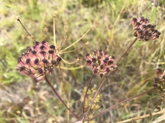 Annesorhiza macrocarpa