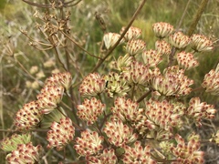 Annesorhiza macrocarpa