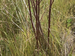 Annesorhiza macrocarpa