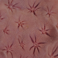 Halisarca caerulea