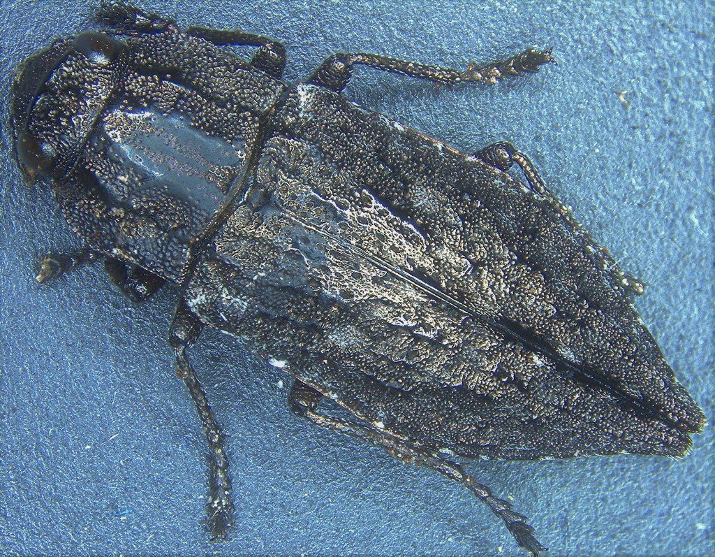 Dicerca punctulata