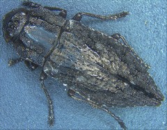Dicerca punctulata