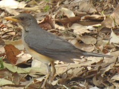 Turdus pelios