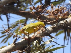 Zosterops senegalensis