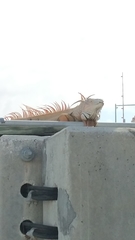 Iguana iguana
