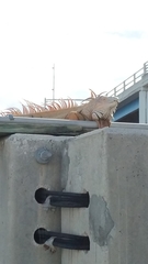 Iguana iguana